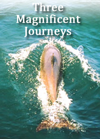 Three Magnificent Journeys on CD by Kimberly Jentzen